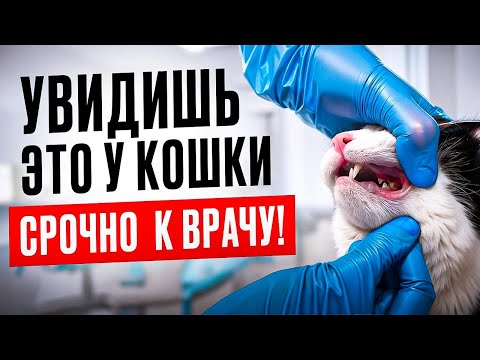 Видео: Ветеринары не знают почему у кошек возникает резорбция зубов