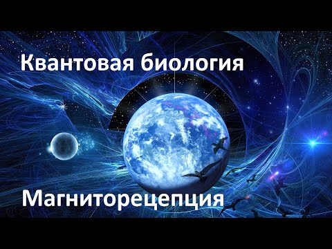 Видео: Квантовые механизмы магниторецепции | Квантовая биология