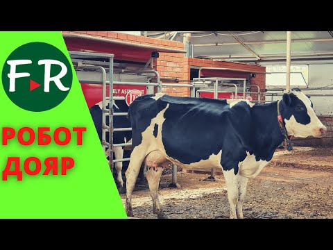 Видео: Роботизированная молочная семейная ферма Ленара Латыпова. Что даёт робот-дояр, как он работает?