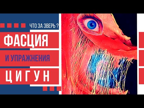 Видео: Фасция: загадка матрицы тела | Цигун и Фасции (2021)