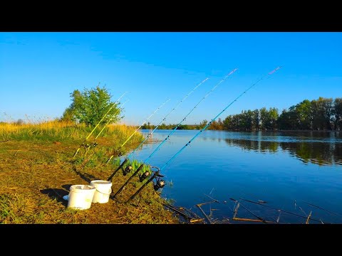 Видео: САЗАНЫ!! КАРАСИ МОНСТРЫ!! Рыбалка на донки крокодил весной 2024