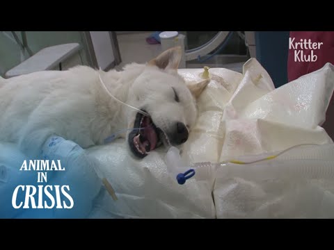 Видео: Разбитый ударом-и-бегом, он оторвал ноги этой собаки, неспособной ходить | Животное в кризисе EP236