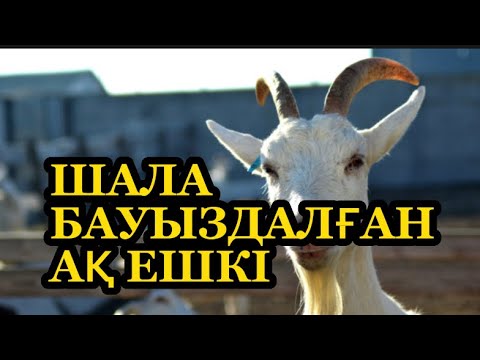 Видео: Шала бауыздалған ақ ешкі. Авторы: Ғалымбек Елубай