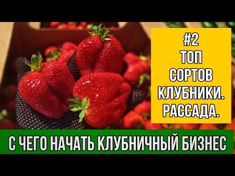 Видео: С чего начать клубничный бизнес. #2 Топ сортов клубники для бизнеса.О рассаде клубники