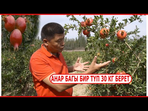 Видео: АРАВАНДЫН АНАРЫ "БИР ТҮПТӨН 100 КГ ЧЕЙИН АЛСА БОЛОТ"// ЭЛМУРАТ ОБДУНОВДУН АНАР БАГЫ