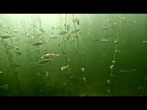 Видео: Рыба взята но не без промахов. Fish taken but not without misses