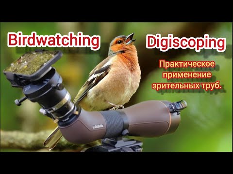 Видео: Digiscoping & Birdwatching. Loava GH 100 PRO, iPhone 16 pro Max, окуляр Tele Vue Delos 17.3mm