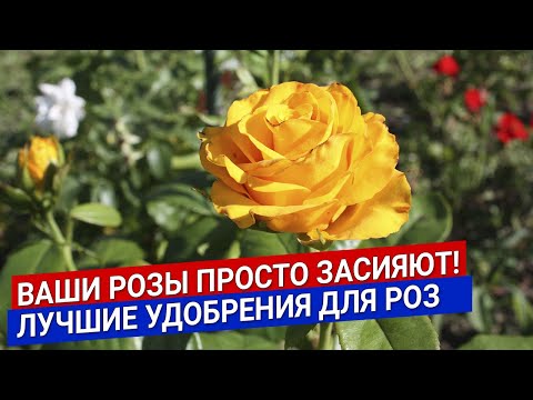 Видео: Ваши розы просто засияют! Лучшие удобрения для роз