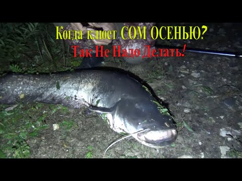 Видео: Рыбалка на СОМА ОСЕНЬЮ 2022! ОШИБКИ ПРИ ЛОВЛЕ СОМА! Ловля Сома на Лягушку с берега!