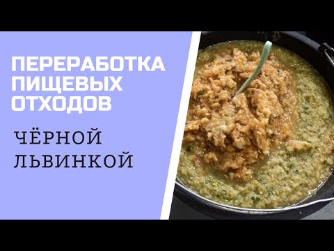 Видео: Переработка пищевых отходов личинками чёрной львикни