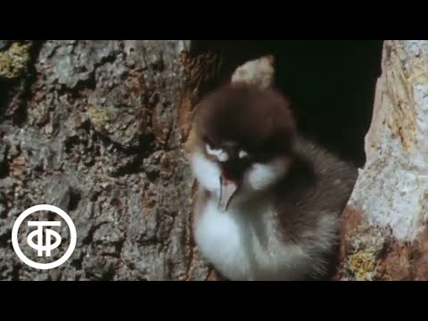 Видео: В объективе - животные. Крохаль (1985)