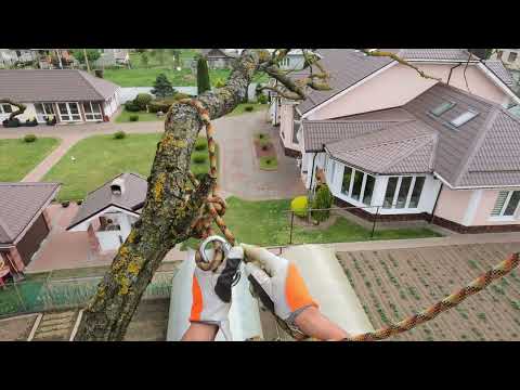 Видео: Арбористика‼️Удаление по частям большого высохшего дуба🌳(Аrboristry‼️removal of a dry large tree🌳)