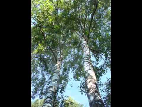 Видео: ВИА Здравствуй,песня Две березы