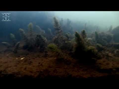 Видео: Урень, съемка под водой Много рыбы Relax edition