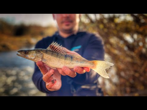 Видео: Рибалка на СПІНІНГ: спочатку тиша, потім СУДАКОВИЙ ВИБУХ