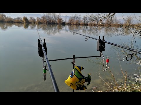 Видео: САЗАНЫ УТАЩИЛИ  ФИДЕР и ломают крючки!!! #ловлясазана #флэтфидер