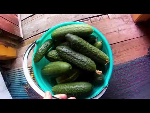 Видео: Приехала на дачу делаю мясной рулет ну очень вкусный.