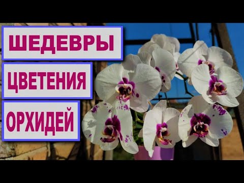 Видео: ОРХИДЕИ! ШИКАРНОЕ ЦВЕТЕНИЕ ОКТЯБРЯ! ПИКАССО, ЛИОДОРО,  ДИКИЙ КОТ, СОГО ВИВЬЕН, ПИНОККИО, ВАНДА и др.
