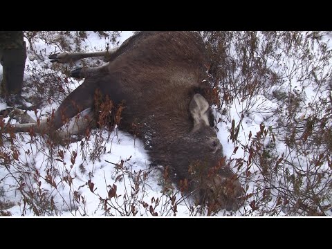 Видео: Зимняя охота в Вологодской области. Загон на лося и засада на кабана