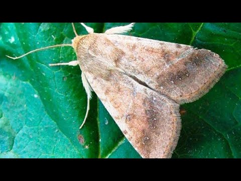 Видео: Битката с памуковите нощенки започна!