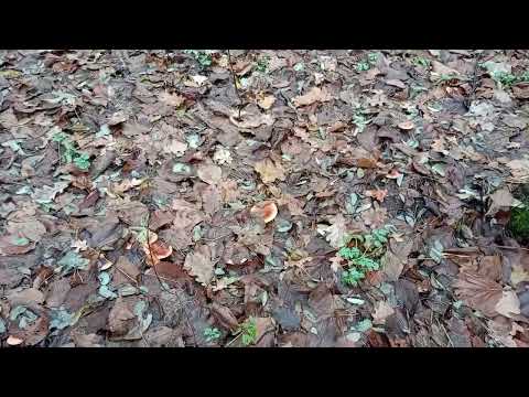 Видео: Прогулянка.Невідомі гриби.