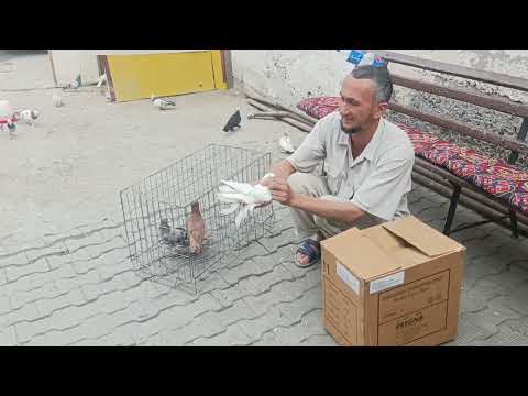 Видео: 11 мая 2024 г.