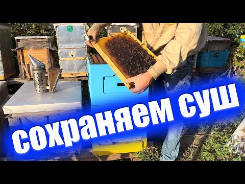 Видео: Как сохранить сушь осеню в ульях. Уберечь рамки от восковой моли