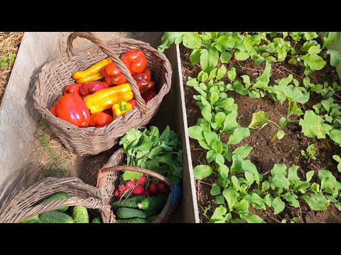 Видео: Теплиця 08.09. Зібрав урожай солодкого перцю та перший осінній урожай редиски.