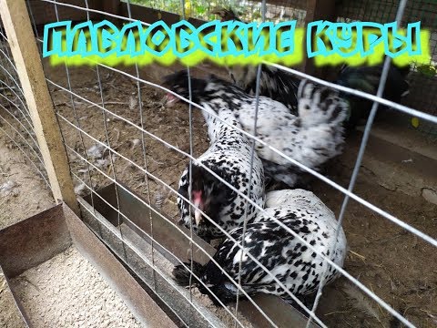 Видео: ПАВЛОВСКАЯ ПОРОДА КУР , ЦЫПЛЯТА РАЗНЫХ ВОЗРАСТОВ