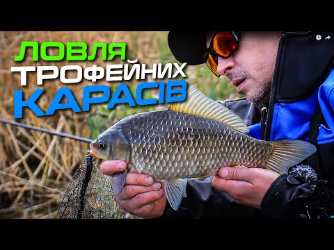 Видео: 😱 ВЕСНЯНІ КАРАСІ-ВЕЛЕТНІ НА ПІКЕР — покльовка, яка тримає в напрузі!