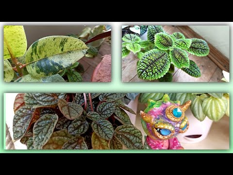 Видео: ОБЗОР КОМНАТНЫХ РАСТЕНИЙ И ИХ ИЗМЕНЕНИЙ🌱🌿