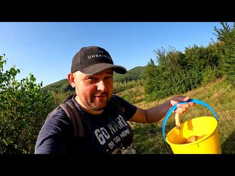 Видео: Збираємо та готуємо ГРИБИ - лисички, білі, підберезники, підосічники