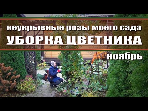 Видео: Подготовка роз к зиме / ржавчина на розах / сад осенью / садовые работы / роза фламентанц