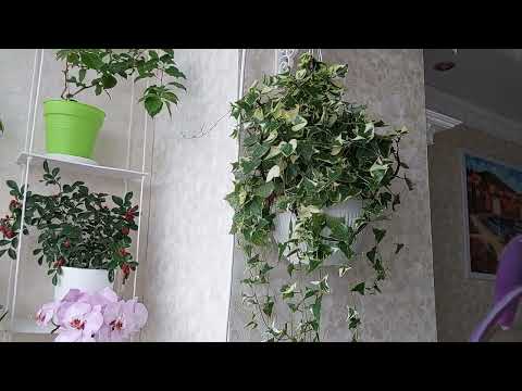 Видео: Обзор комнатных растений в феврале