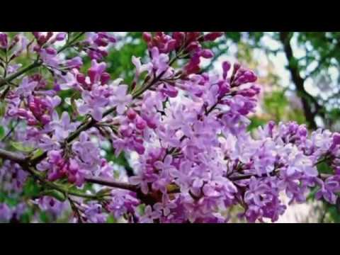 Видео: ЦВЕТЁТ   СИРЕНЬ  У  ДОМА  НАШЕГО     АВФ