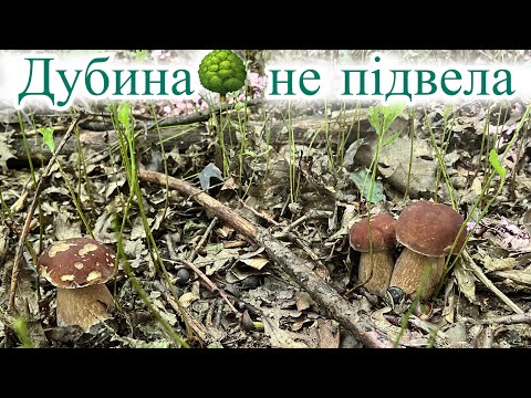 Видео: Дубина не підвела. Збір грибів у дубовому лісі
