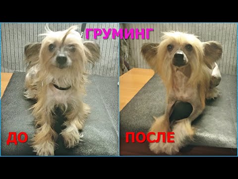 Видео: Стрижка китайской хохлатой собаки. Красотка Мисаки