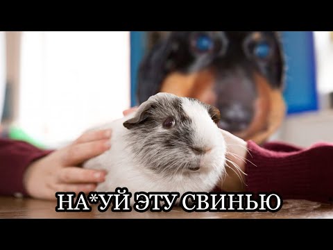 Видео: Dawg | Морская свинка и самолёт Влада А4