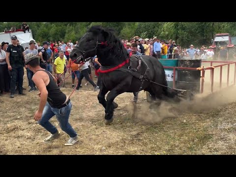 Видео: Коні Ваговози.Проба коней в Поєдинку Сучу де Сус, Румунія.Concurs cu cai de tractiune Suciu de Sus🐴