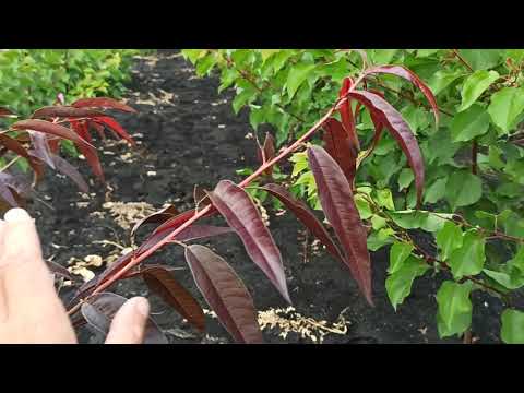 Видео: Саженец окулянтом - экономия золотых годиков нашей жизни.