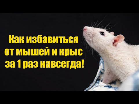 Видео: Как избавиться от Мышей и Крыс за 1 минуту навсегда! Рабочий способ!