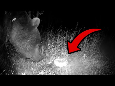 Видео: МЕДВЕДЬ нашёл торт в лесу! | Фотоловушка