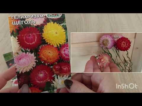 Видео: Цветы из семян 2023/Ожидание и реальность/🌷🌹🌱