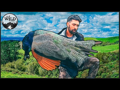 Видео: ОХОТА НА ДИКОГО ИНДИЙСКОГО ПАВЛИНА ДЛЯ ДИКОГО СТОЛА!