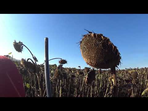 Видео: Охота на вяхиря с Урикой