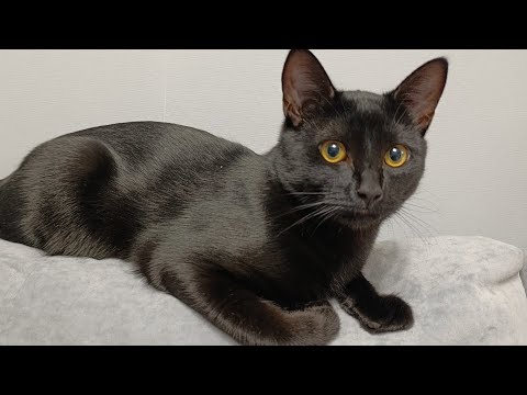 Видео: Покупки с WB ,Вещи ,Косметика ,Игрушки , Ноябрь 2025