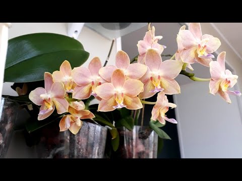 Видео: ЗС Мои орхидеи в ЗАКРЫТОЙ СИСТЕМЕ часть 2 орхидея уход phalaenopsis