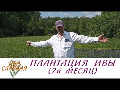 Видео: Ива Славная: Плантация ивочки - 2 месяц (16.06.2023)
