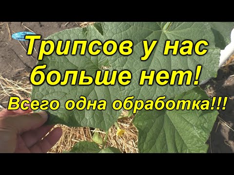 Видео: Трипсы посыпались с огурцов от одной обработки! [биологическая]