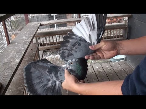 Видео: Непередбачені